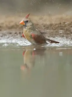 Bath Prints: Texas, Rio Grande Valley, Female Cardinal Bathing (Cardinalis virginianus)