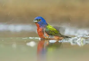 Bead Prints: Texas, Rio Grande Valley, Male Painted Bunting (Passerina ciris)