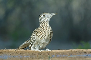 Roadrunner Prints: Texas, Rio Grande Valley, Santa Clara Ranch, Roadrunner (Geococcyx californianus)