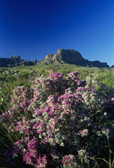 Chihuahuan Desert Prints: Texas Sage, Leucophyllum frutescens, Panther Junction, Big Bend National Park, Texas, USA
