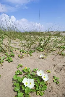 Horizon Over Land Prints: Texas, South Padre Island, Beach Morning Glory (Ipomoea imperati)