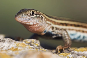 Images Dated 29th April 2006: Texas Spotted Whiptail, Cnemidophorus gularis, adult, Uvalde County, Hill Country
