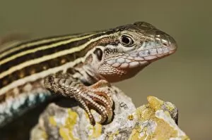 Images Dated 29th April 2006: Texas Spotted Whiptail, Cnemidophorus gularis, adult, Uvalde County, Hill Country