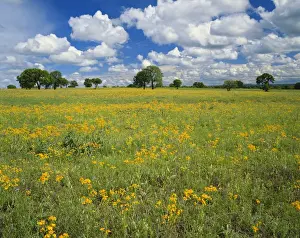 Images Dated 19th March 2010: Texas, Texas Hill Country, Field of flowers and trees with cloudy sky