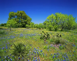 Oak Tree Prints: Texas, Texas Hill Country, Low bladderpod, bluebonnets, oak and mesquite tree