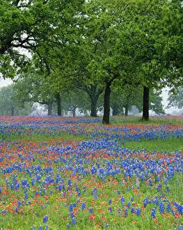 Texas, Texas Hill Country, Texas Paintbrush and Bluebonnets beneath oak trees