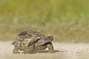 Protection Prints: Texas Tortoise (Gopherus berlandieri) walking, Texas