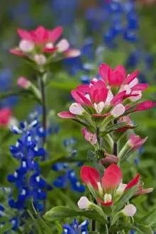 Paint Brush Prints: Texas, USA. Field of Texas bluebonnets (Lupinus texensis) and indian paintbrush