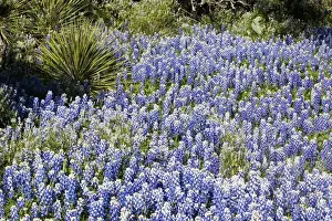 Texas, USA, North America. Bluebonnets (Lupinus texensis) Surrounding a Yucca Shrub