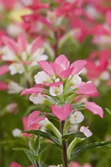 Images Dated 7th April 2010: Texas, USA, North America. Closeup of indian paintbrush (Castilleja foliolosa)