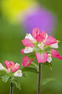 Texas, USA, North America. Closeup of indian paintbrush (Castilleja foliolosa)