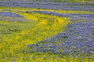 Images Dated 11th April 2010: Texas, USA, North America. A field of Texas bluebonnets (Lupinus texensis)
