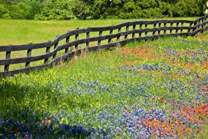 Natural World Prints: Texas, USA, North America. Wildflowers along fenceline