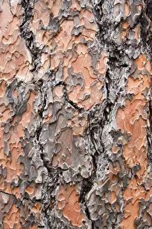 Texture and patterns in closeup of tree near Sedona, AZ