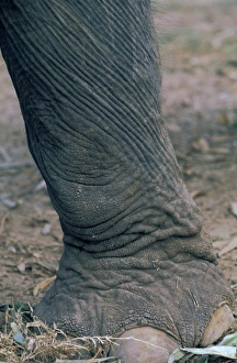 South East Asia Prints: Thailand, Ayuthaya. Elephant leg