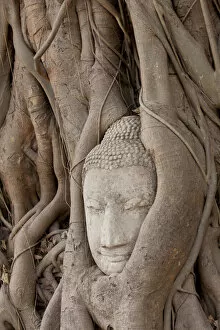 Thailand, Ayutthaya, Buddha head growing in roots of Banyan tree at Wat Mahathat