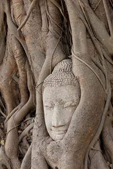 Buddhism Prints: Thailand, Ayutthaya, Buddha head growing in roots of Banyan tree at Wat Mahathat