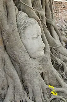 Images Dated 25th February 2012: Thailand, Ayutthaya. Wat Mahathat (aka Wat Maha That) was the historic royal monastery
