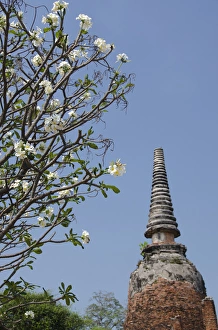 Thailand, Ayutthaya. Wat Phra Si Sanphet, the historic home to the royal palace from 1350-1448