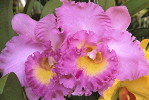 S Eed Prints: Thailand, Bangkok. Orchid