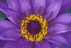 Thailand, Bangkok, Purple and yellow lotus flower