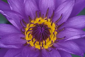 Images Dated 31st January 2005: Thailand, Bangkok, Purple and yellow lotus flower