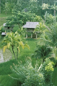 Paddy Prints: Thailand, Chiangmai. Rice paddies and palm trees