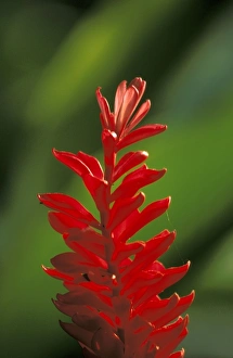 Scent Prints: Thailand, Chiangmai. Wild Ginger