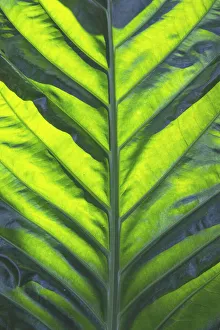 Crystal Prints: Thailand giant elephant ear, is considered invasive in certain states in the United