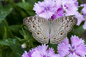 Butter Fly Prints: Thailand, Khon Kaen, grey Pansy (Junonia atlites atlites)