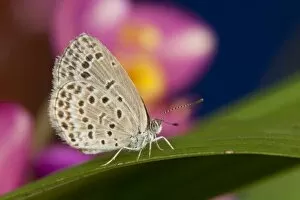 Thailand, Khon Kaen, The pale grass blue Butterfly (Pseudoszizeeria maha maha) on Leaf