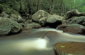 Images Dated 22nd March 2005: Thailand, Kohsamui Island, Rainforest landscape
