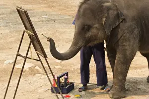 Chiang Mai Province Prints: Thailand, Maesa Elephant Camp. Elephants use their trunks to paint pictures