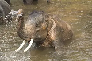 Thailand, Maesa Elephant Camp. Trainers bathe elephants in the river