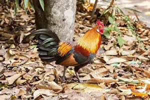 Rooster Prints: Thailand, Nong Khai Province. Rooster