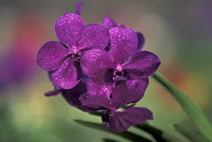 Images Dated 31st January 2005: Thailand, Northern Thailand, near Chang Mai, Mae Sa Valley, Orchid