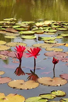 Images Dated 15th December 2020: Thailand. Royal Park Ratchaphruek. Water lilies