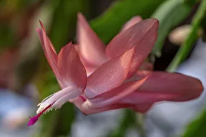 Succulent Prints: Thanksgiving Cactus