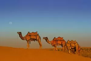Images Dated 4th February 2007: Thar desert, Rajasthan India. Camels along the sandunes at moon rise in the Thar desert
