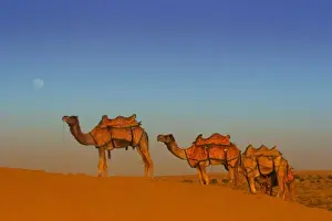 Rise Prints: Thar desert, Rajasthan India. Camels along the sandunes at moon rise in the Thar desert