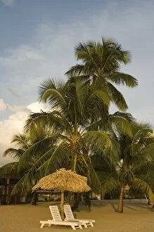 Thatched palapas, palm trees and lounge chairs on beach, Jaguar Reef Lodge, Hopkins