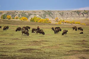 Theodore Roosevelt National Par Prints: Theodore Roosevelt National Park, North Dakota, USA. American Bison calves