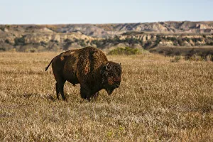 Theodore Roosevelt National Park, North Dakota, USA. Badlands bison