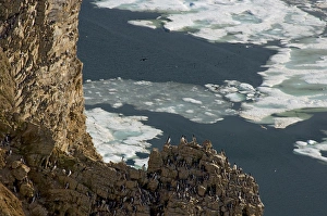 Images Dated 3rd July 2006: thick-billed murre, Uria lomvia, colony nesting on cliffs of Cape Thompson, along the Arctic coast