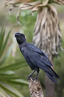 Images Dated 5th October 2010: Thick-billed raven (Corvus crassirostris) in the highlands of Ethiopia, sitting