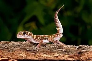 Vertebrate Prints: Thick-tailed Gecko Underwoodisaurus milli Native to Eastern Australia Habitat