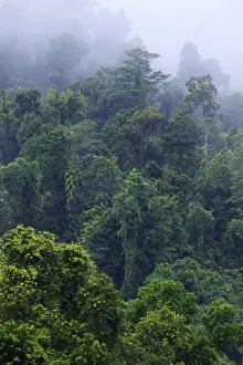 Thick, tropical rainforest covered mountains surround the Babinda Boulders, an hour s