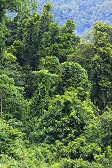 Queensland Prints: Thick, tropical rainforest covered mountains surround the Babinda Boulders, an hour s