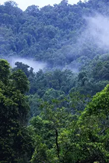 Images Dated 11th March 2009: Thick, tropical rainforest covered mountains surround the Babinda Boulders, an hour s