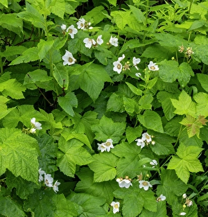 Images Dated 26th September 2024: Thimbleberry flowering in Glacier National Park, Montana, USA. (Editorial Use Only)